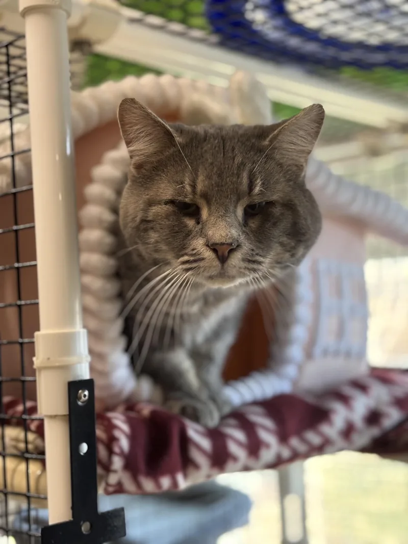 Buddy The Elf thumbnail 2