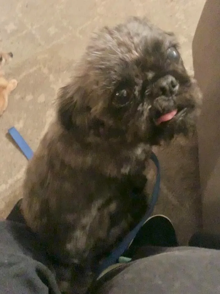 Moonie $ thumbnail 2