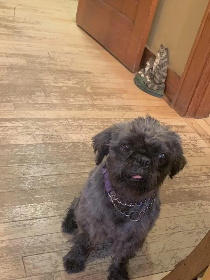 Moonie $ thumbnail 3