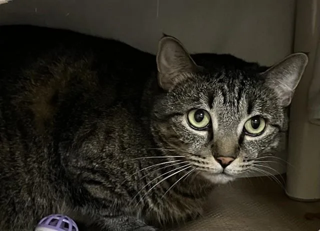 An adult medium-sized female Domestic Short Hair cat named Sammy for adoption in Boston, MA