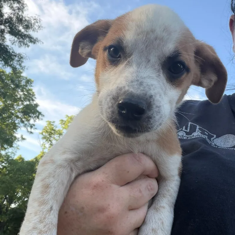 A baby medium-sized female White / Cream Australian Cattle Dog / Blue Heeler dog named Piper for adoption in Pittsburg, KS