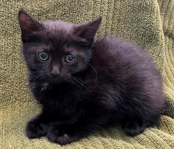 A baby small-sized female Domestic Short Hair cat named Quesadilla for adoption in Staten Island, NY