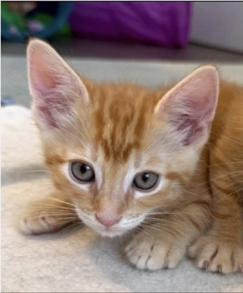 A baby medium-sized male Tabby (Orange / Red) Tabby cat named Charles for adoption in Campbell, CA