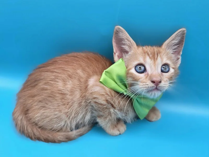 Milo