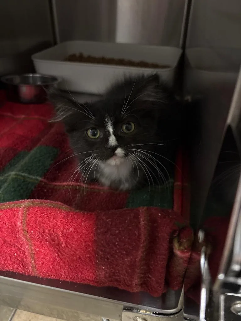 A baby small-sized female Domestic Short Hair cat named Ryuk for adoption in Ocala, FL