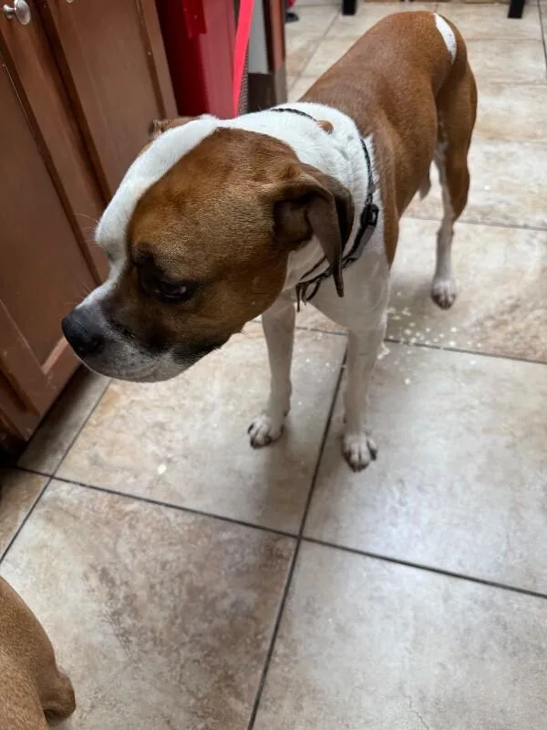 An adult large-sized male Brown / Chocolate Mixed Breed dog named Herb for adoption in Cincinnati, OH