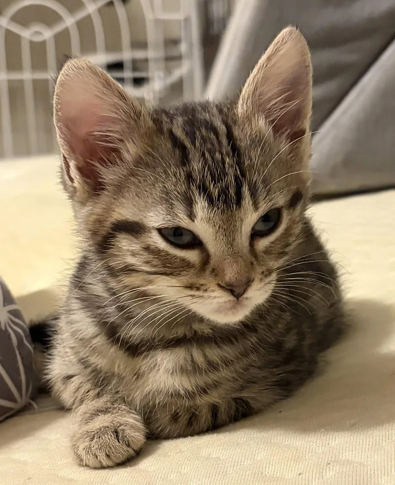Zoe