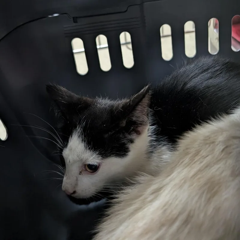 A baby small-sized male White Domestic Short Hair cat named Bulgogi for adoption in Pasadena, CA