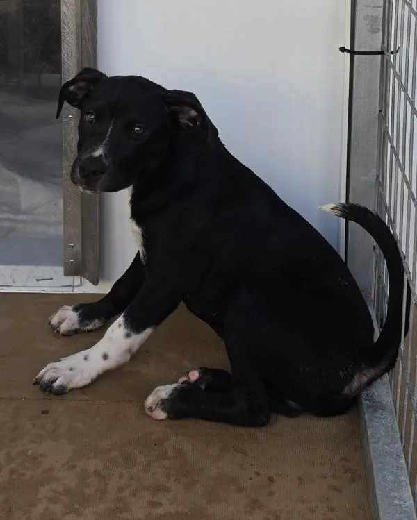 A baby medium-sized male Shepherd dog named Jacob for adoption in Cleveland, TN