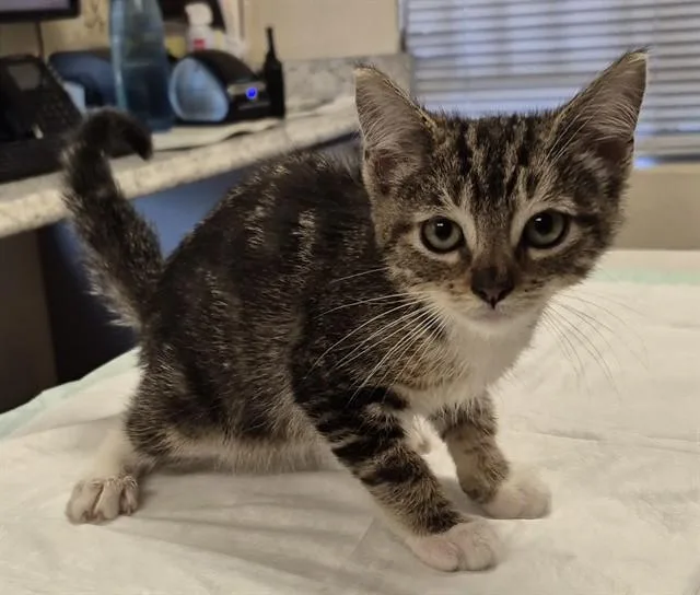 A baby small-sized male Domestic Medium Hair cat named Rigatoni for adoption in Lodi, CA