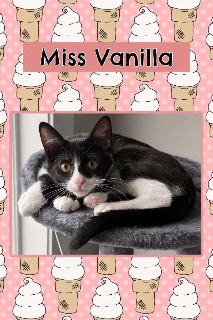A baby medium-sized female Black Domestic Short Hair cat named Vanilla for adoption in Kearney, NE
