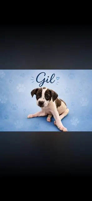 A baby medium-sized male Mixed Breed dog named Gil for adoption in Marion, NC