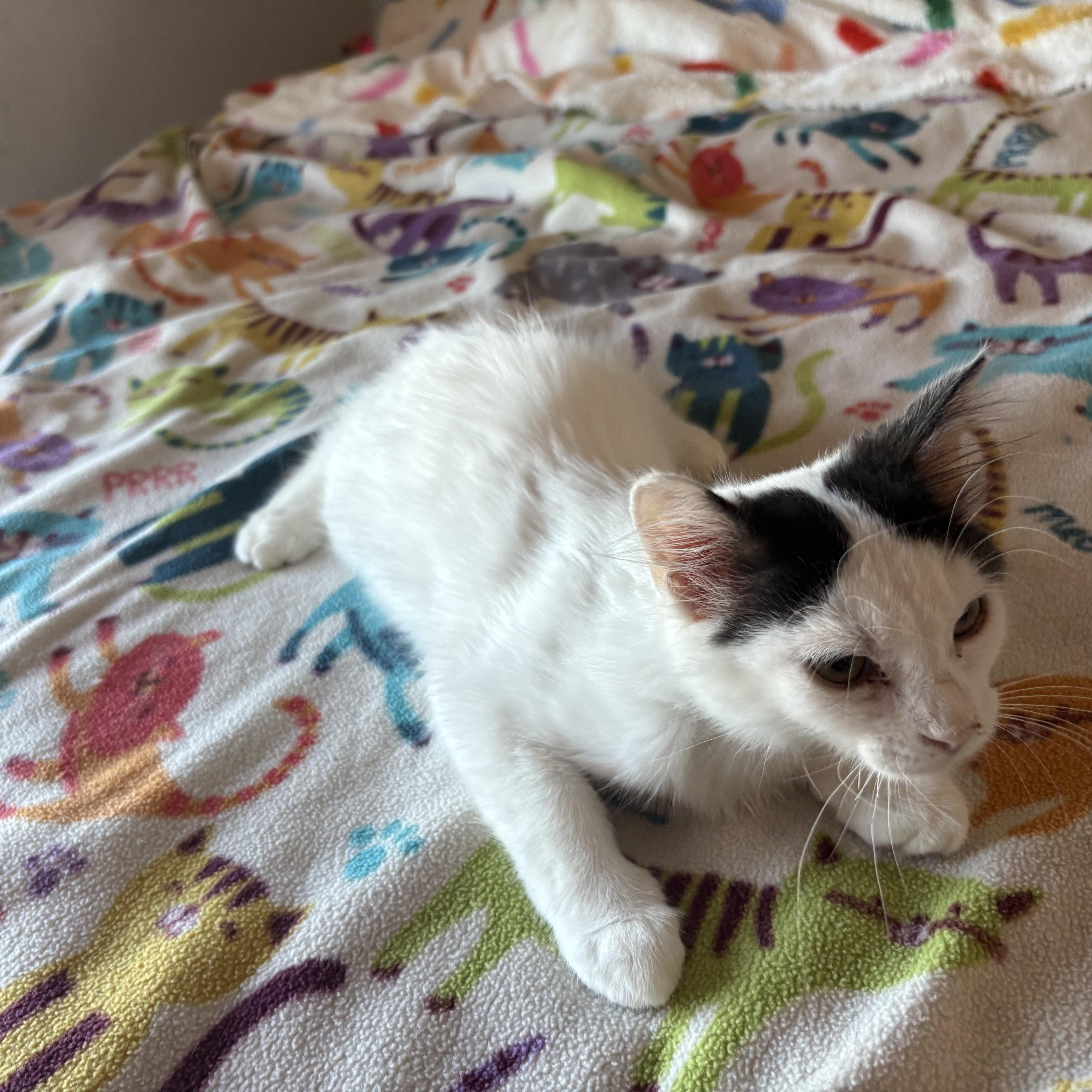 A baby medium-sized female White Domestic Medium Hair cat named Yoda for adoption in SCOTTSDALE, AZ