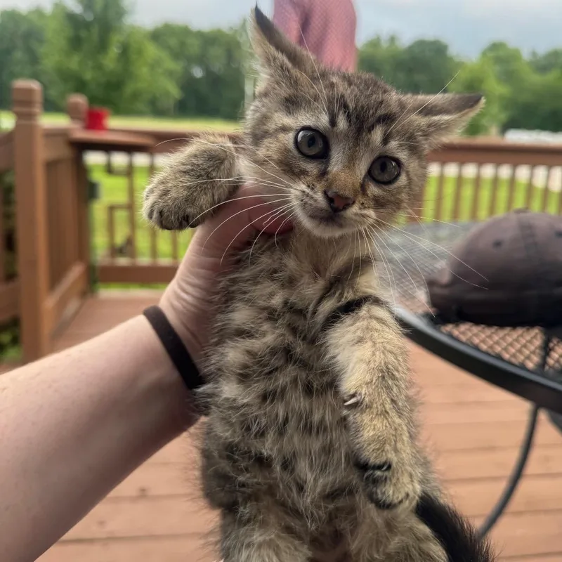 A baby small-sized male Brown / Chocolate Domestic Short Hair cat named Shawn for adoption in Pekin, IL