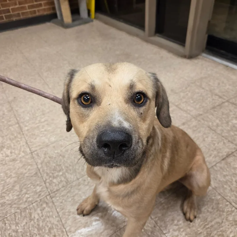 An adult medium-sized male Pit Bull Terrier dog named Fredrick for adoption in Birmingham, AL