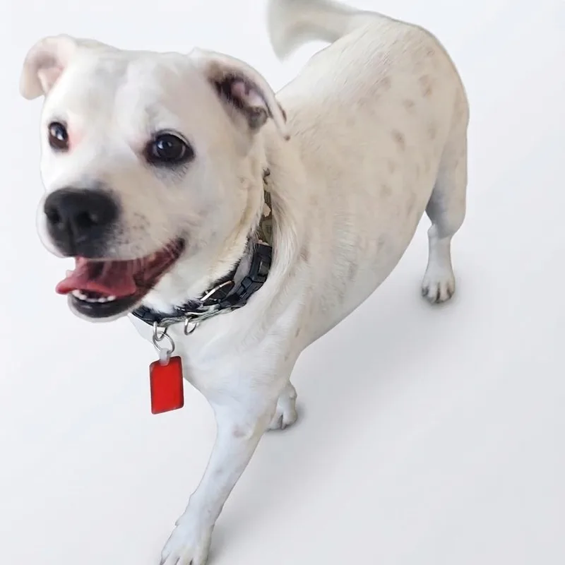 An adult medium-sized female White / Cream Mixed Breed dog named Marley for adoption in Danville, KY