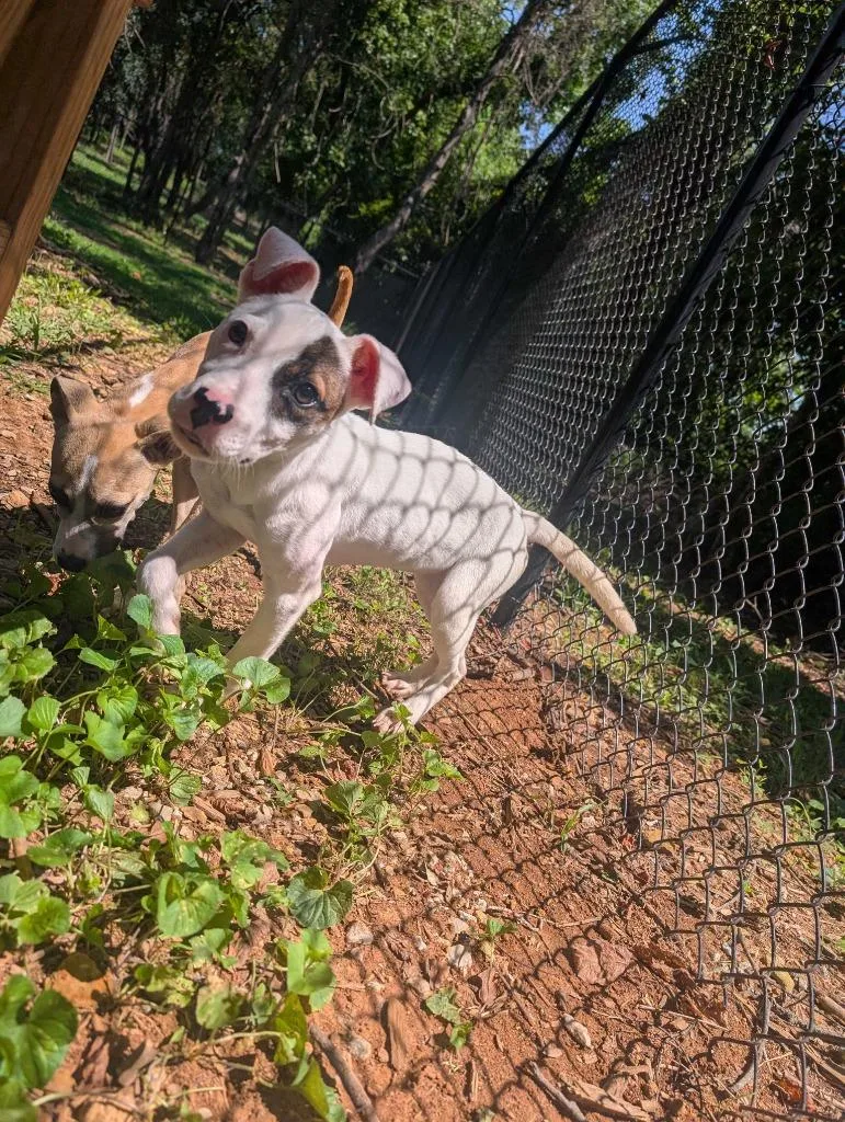 A baby medium-sized female Pit Bull Terrier dog named Brynlee for adoption in Athens, AL