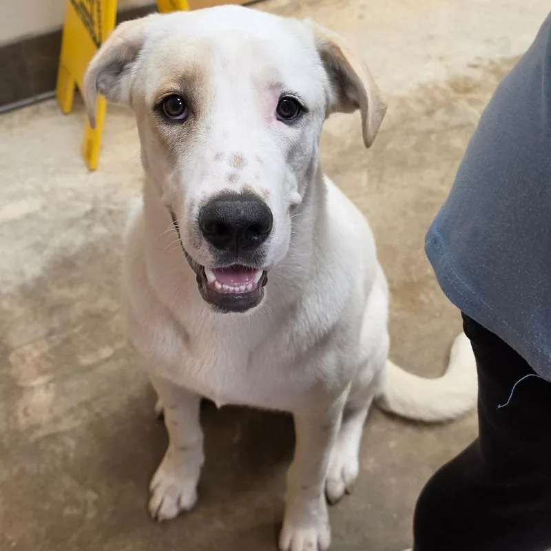 A young large-sized male White / Cream Great Pyrenees dog named Duke for adoption in West Point, MS
