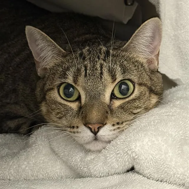 An adult large-sized female Domestic Short Hair cat named Maryberry for adoption in Las Vegas, NV