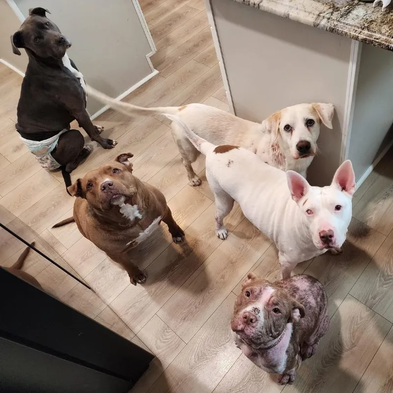 Willow Ember thumbnail 2