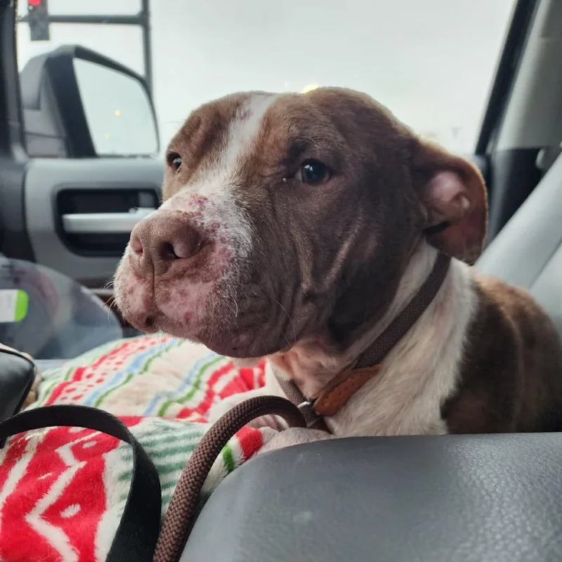 Willow Ember thumbnail 4