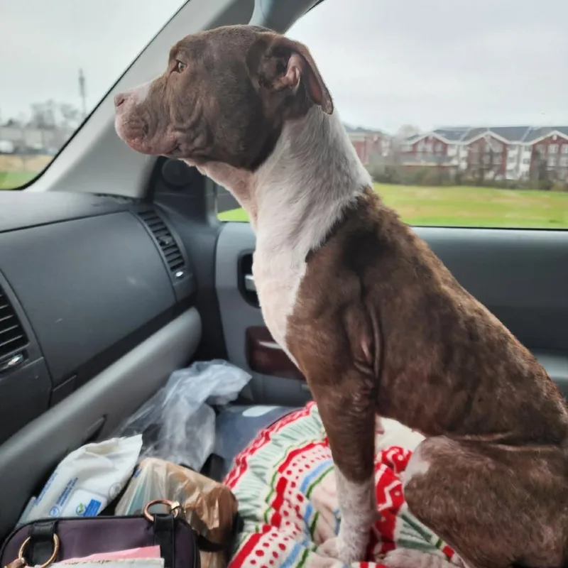 Willow Ember thumbnail 5