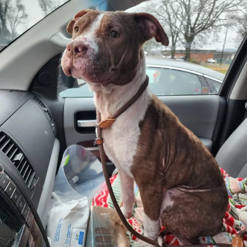 Willow Ember thumbnail 6