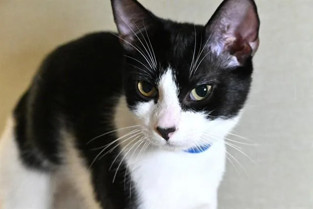 A young medium-sized male Domestic Short Hair cat named Loki for adoption in Fort Lauderdale, FL