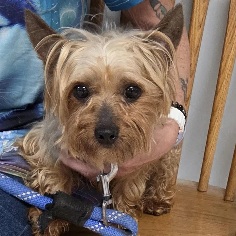 A senior small-sized male Golden Yorkshire Terrier dog named Tiny for adoption in Camden, DE