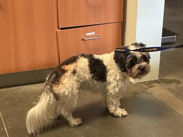 A young small-sized male Shih Tzu dog named Chacorta for adoption in Santa Cruz, CA