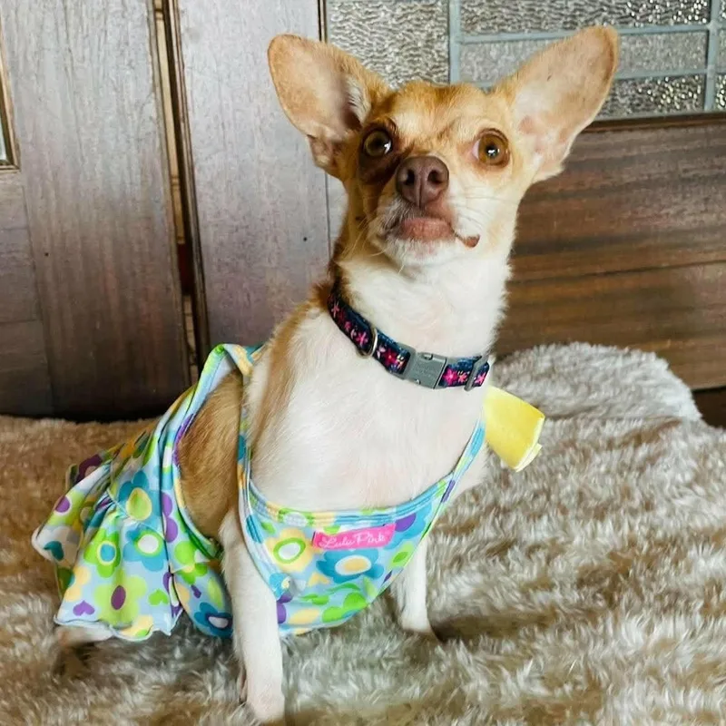 An adult small-sized female Chihuahua dog named Athena for adoption in Boerne, TX
