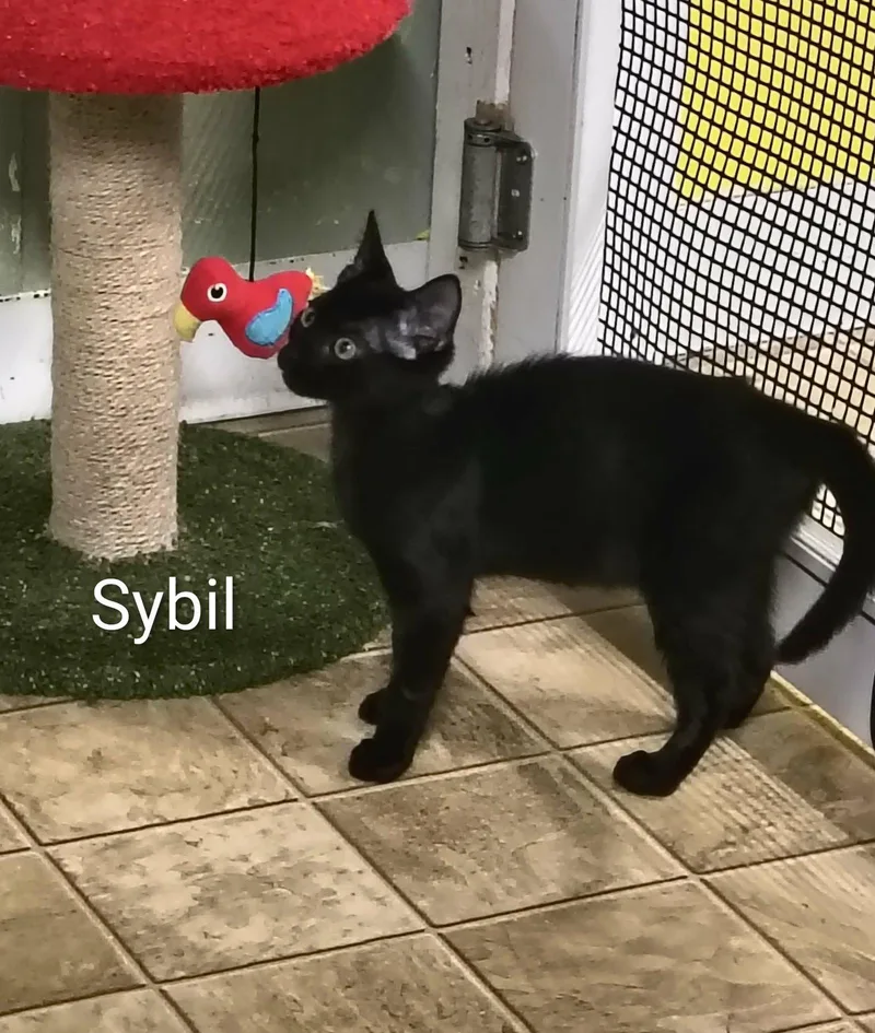 A young medium-sized female Domestic Short Hair cat named Sybil for adoption in Stover, MO