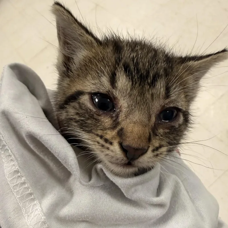 A baby small-sized female Gray / Blue / Silver Domestic Short Hair cat named OchreC for adoption in East Saint Louis, IL