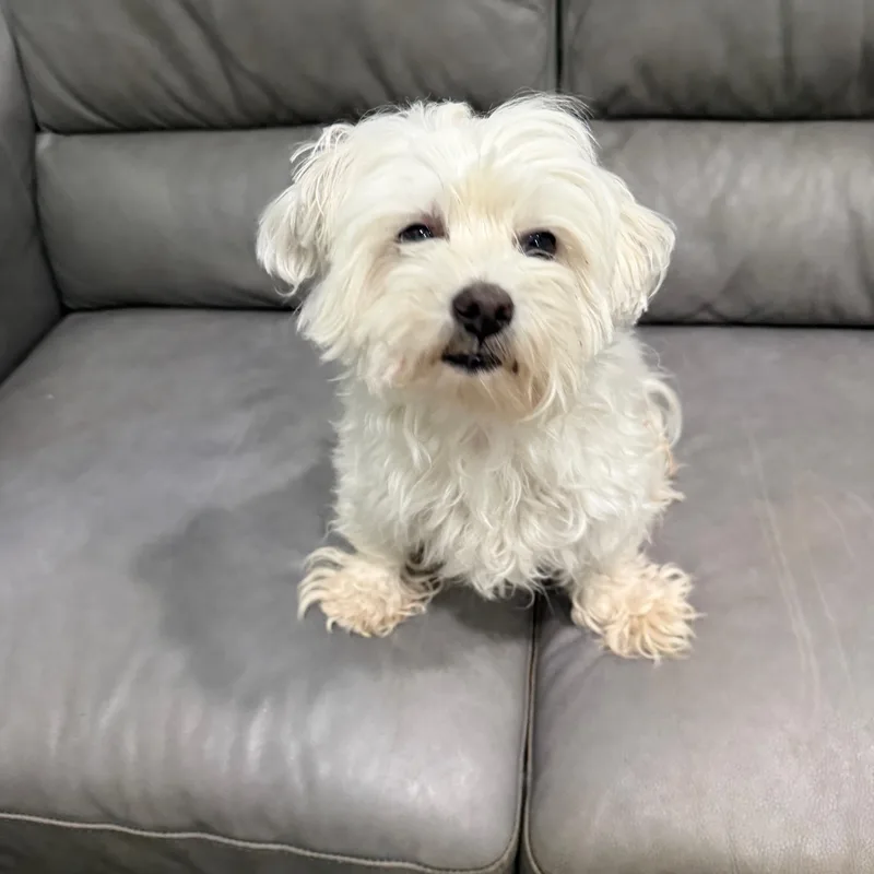 An adult small-sized male White / Cream Maltipoo dog named Charlie for adoption in Sault Sainte Marie, MI