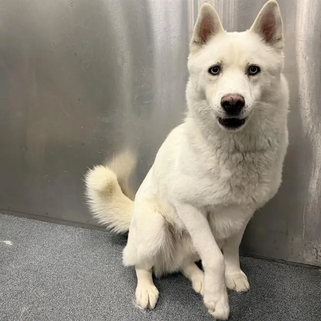 An adult large-sized male Mixed Breed dog named Snow for adoption in Dallas, TX