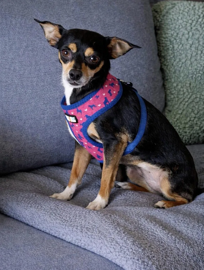 An adult small-sized female Chihuahua dog named Rosie for adoption in Polson, MT