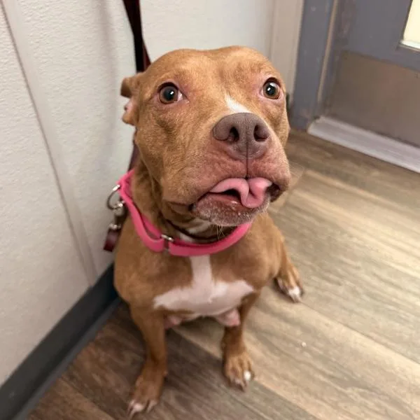 An adult large-sized female Pit Bull Terrier dog named Charm for adoption in San Diego, CA