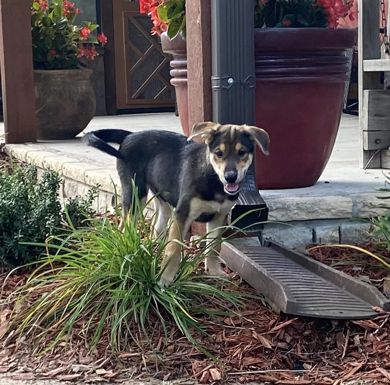 A baby medium-sized male Brown / Chocolate Mixed Breed dog named Woody for adoption in Memphis, TN