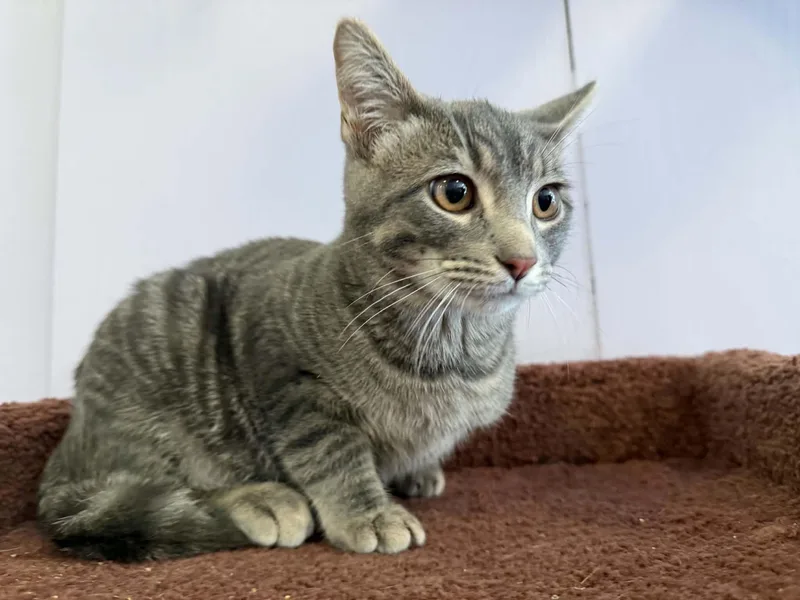 A baby medium-sized female Domestic Short Hair cat named Scout for adoption in West Lafayette, IN