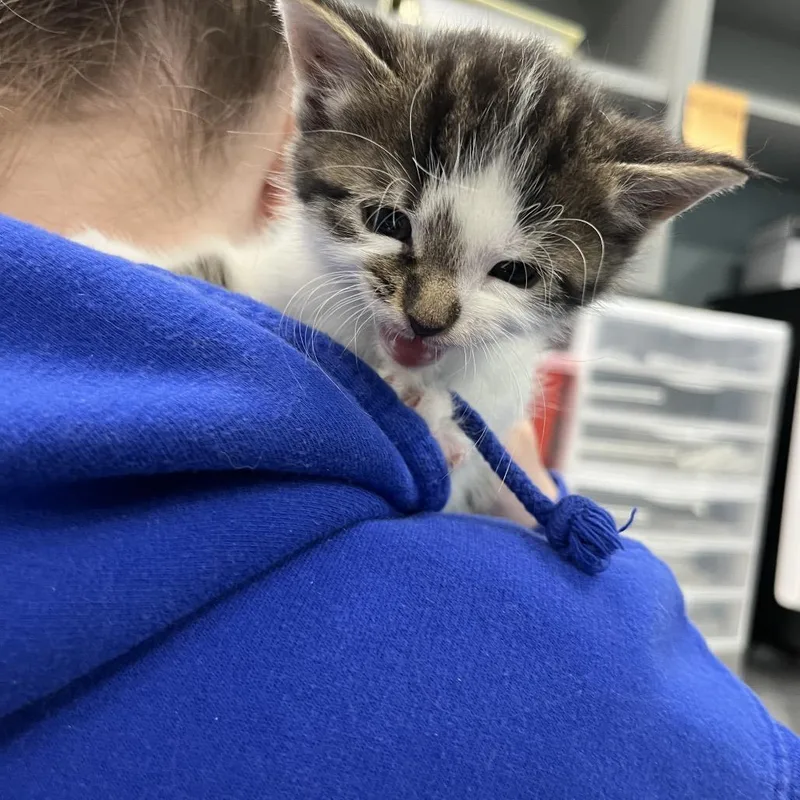 A baby small-sized male Gray / Blue / Silver Domestic Short Hair cat named Pumpernickel for adoption in Greensboro, NC