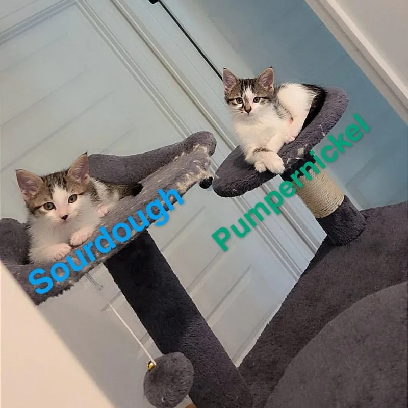 Pumpernickel thumbnail 2