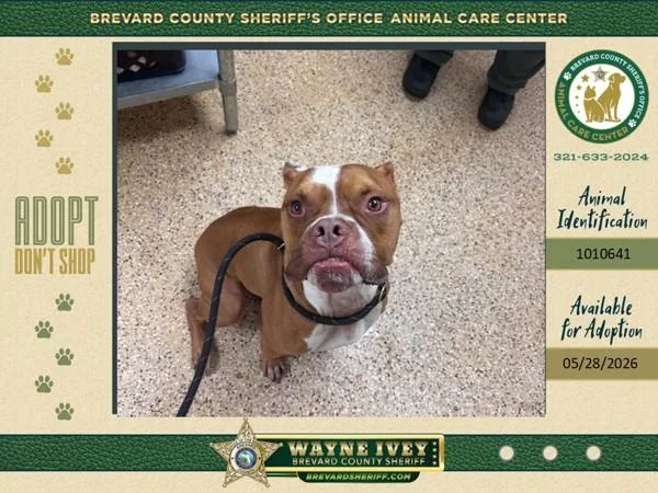 An adult large-sized male Mixed Breed dog named Bucky for adoption in Melbourne, FL