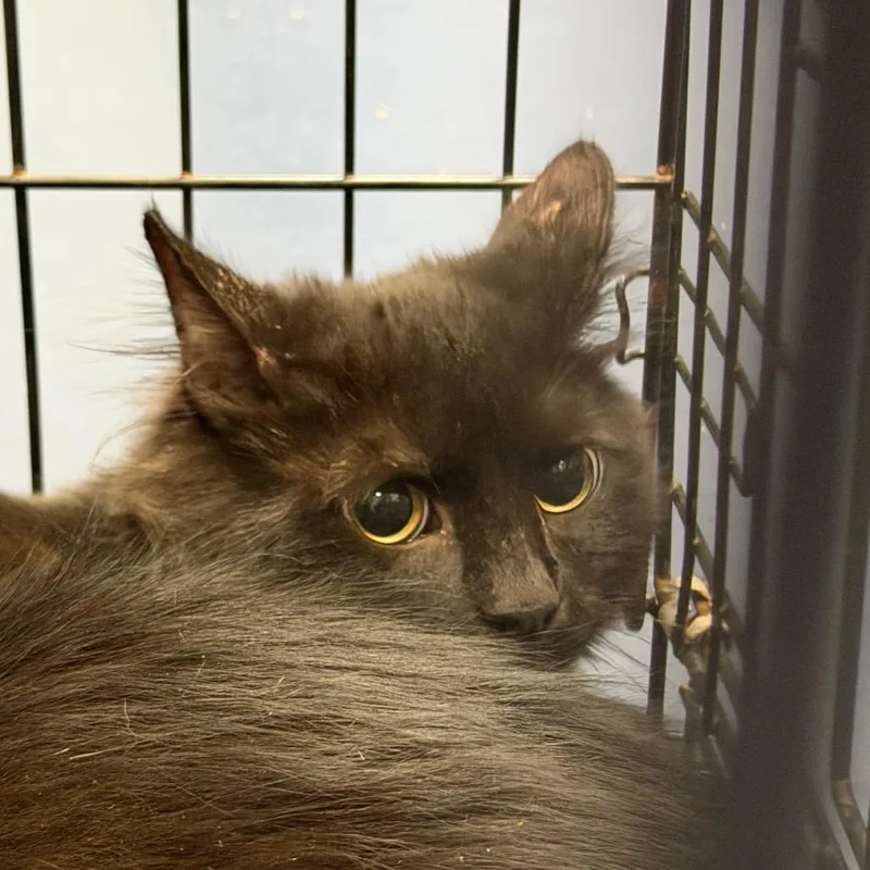 An adult medium-sized male Domestic Short Hair cat named Stickers for adoption in Greensboro, NC