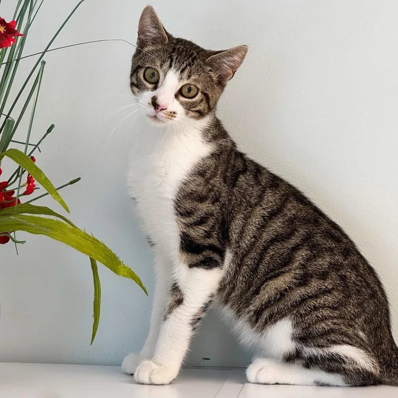 A young medium-sized male White Domestic Short Hair cat named Jake for adoption in Syosset, NY