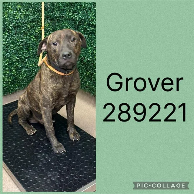 A young medium-sized male Mixed Breed dog named Grover for adoption in Macon, GA