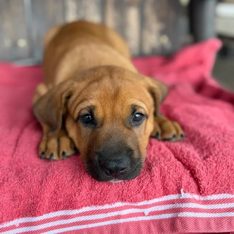 A baby medium-sized male Mixed Breed dog named Max for adoption in Pearsall, TX