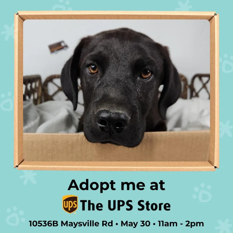 A baby medium-sized male Black Labrador Retriever dog named Shipping Label for adoption in Fort Wayne, IN
