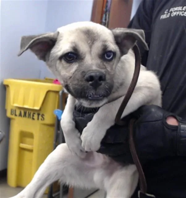A baby small-sized male Pug dog named Hamish for adoption in Phoenix, AZ