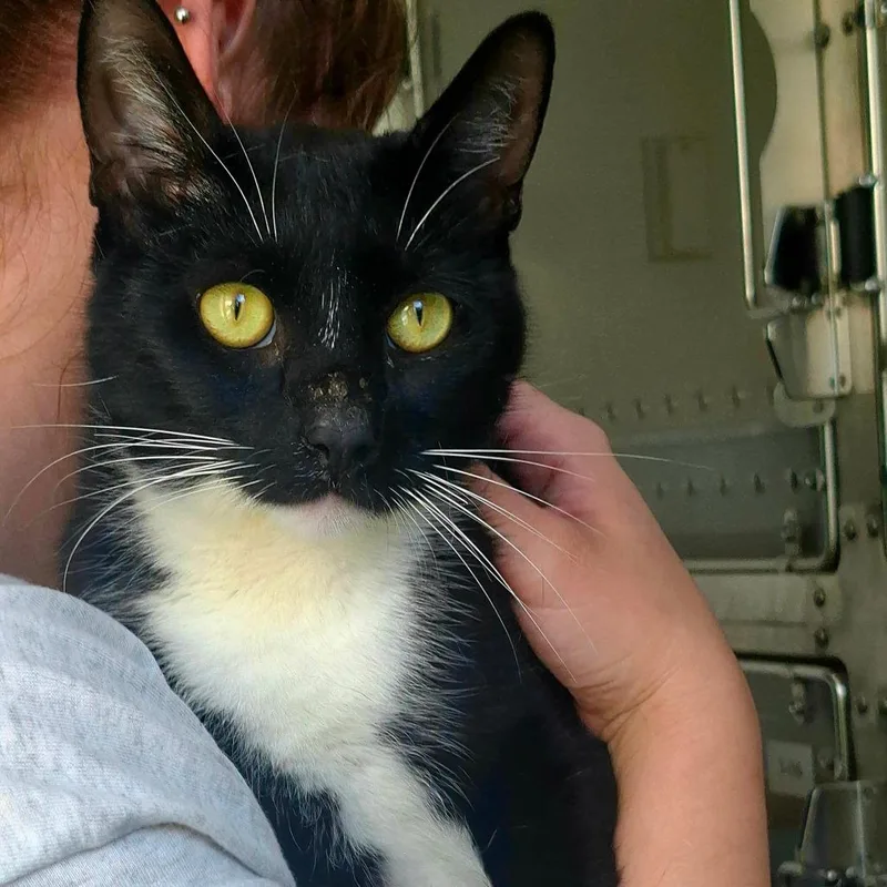 An adult large-sized male Domestic Short Hair cat named Wade for adoption in Middletown, RI