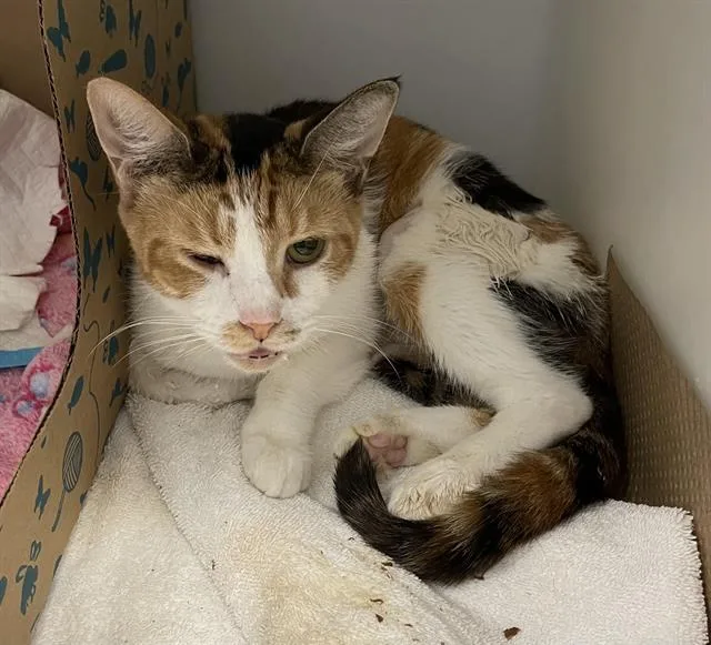 An adult medium-sized female Domestic Short Hair cat named Bailey for adoption in Palmetto, FL